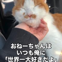 顔をなでられる猫