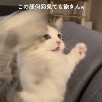 猫じゃらしで遊ぶミヌエット