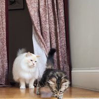 子猫を見る成猫