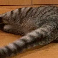 自動給餌器