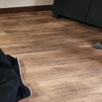 制服で寝転ぶ猫