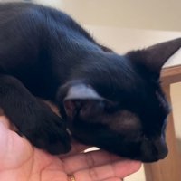 寝る子猫