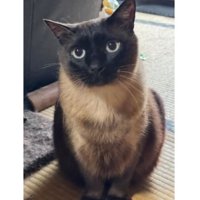 室内にいる猫