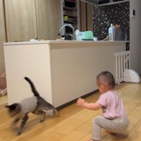 尻もちをつく赤ちゃんと、その場を走り去る猫