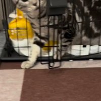 ケージから飛び出す猫