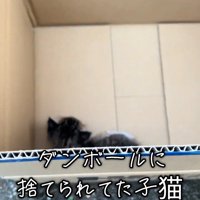 箱の中にいる子猫