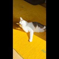 手をペロペロ