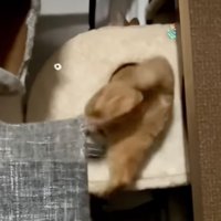 向こう側に頭が出ている猫