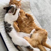 抱き着く猫