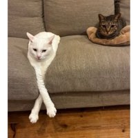 ソファーにいる猫たち