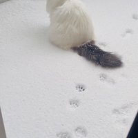 庭の雪の上に座るノルウェージャン