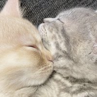 ソファで眠る2匹のマンチカン