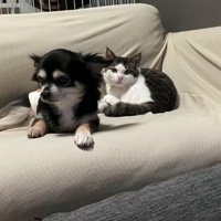 ソファの上で並んでくつろぐ犬と猫