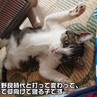 前足を広げて仰向けになる子猫