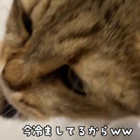 テロップ「今冷ましてるから」