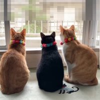 外を見ている3匹の猫