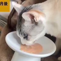 ちゅーるに投薬