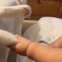 猫と握手している赤ちゃん