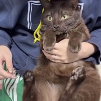飼い主に肉球をこそばされる保護猫