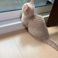 外を見ているむぎちゃん