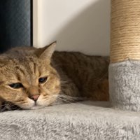 眠そうな表情