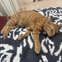 寝ている猫