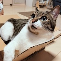 段ボール箱の中で座って、手を箱の縁に置く猫