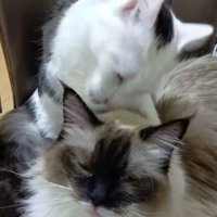 毛づくろいしている猫