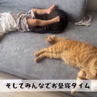 赤ちゃんのことをなめる猫