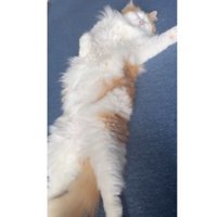 ヘソ天している猫