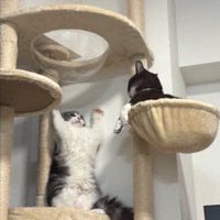 威嚇する猫と見つめる猫