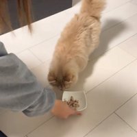 ご飯を見る猫