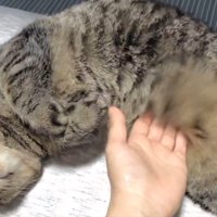 寝ている猫