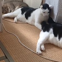 猫2匹が横になっている写真