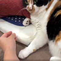 寝ている猫