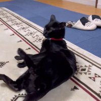 後ろに倒れる猫