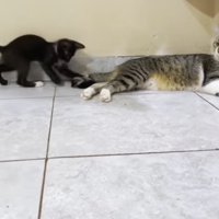 猫に尻尾で遊んでもらう白黒の子猫