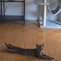 ペットカメラが撮影している猫