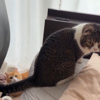 ベッド