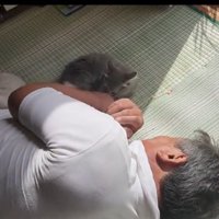 じゃれる猫