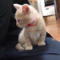 飼い主の膝の上に乗っている子猫