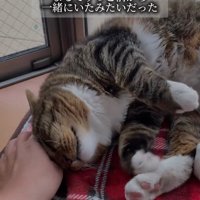 寝転がる猫