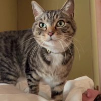 飼い主を起こす猫