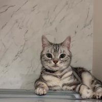 白い壁の前にいる猫