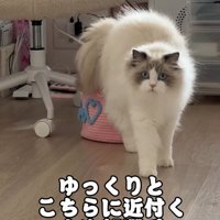 真剣な顔で歩いてくる猫