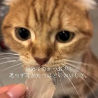 鰹節を食べようとしている猫