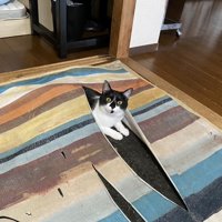 破ったマットの隙間から顔を出すハチワレ猫