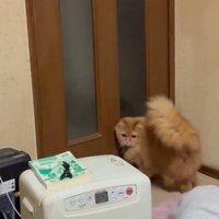 振り向く猫