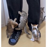 人の脚と子猫たち