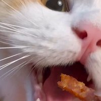 おやつにかじりつく猫